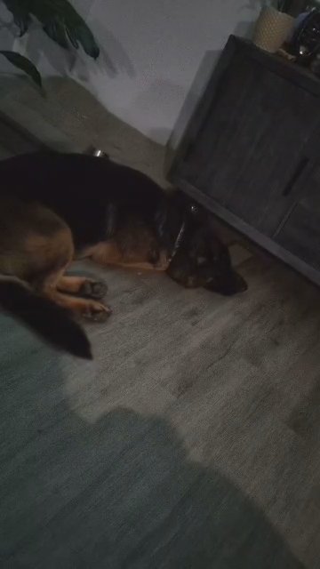 German Shepherd Puppy in Crestview, Florida