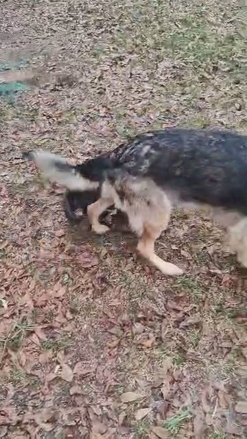 German Shepherd Puppies in Crestview, Florida