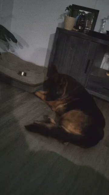 German Shepherd Puppies in Crestview, Florida