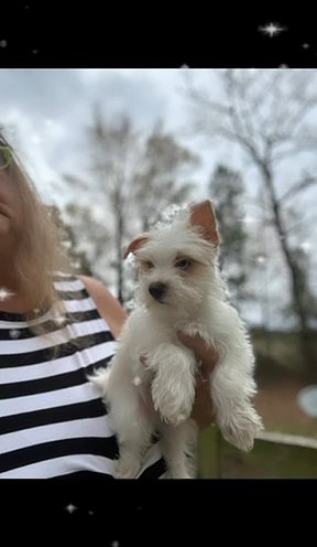Akc Snow in Sumter, South Carolina