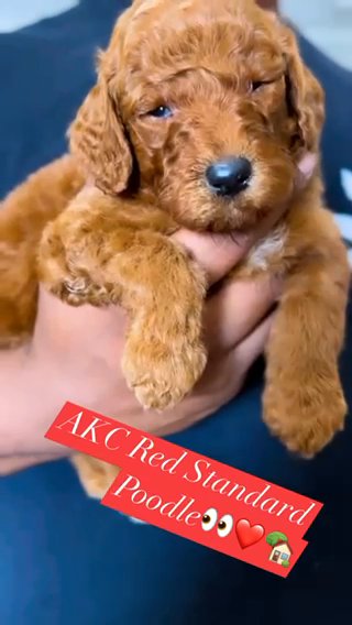 Red Standard Poodles in Houston, Texas