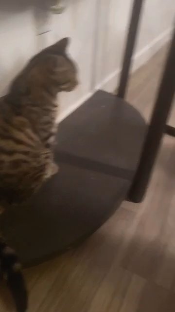 California Spangled kitten in San Diego, California