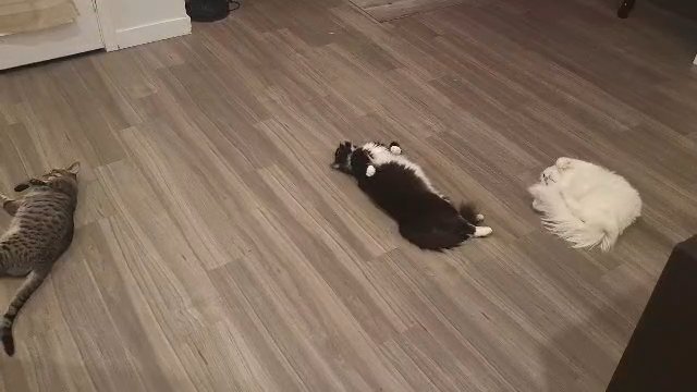 Joys of Catnip... in San Diego, California