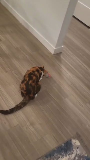 Tortoiseshell Belle in San Diego, California