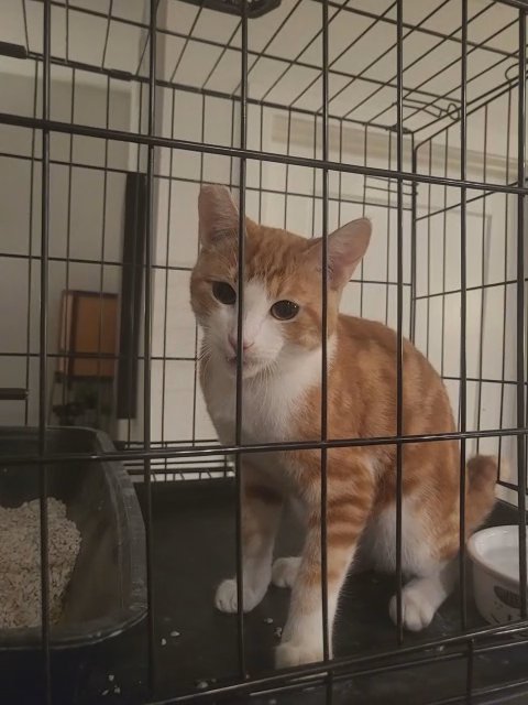 "Zelda" in San Diego, California
