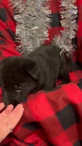 ⭐️SOLD⭐️ Black German Shepherd Ally in Bellingham, Washington
