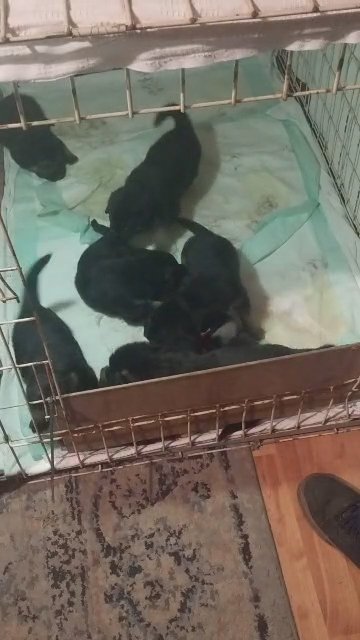 German shepherd puppies for sale in Indianapolis, Indiana