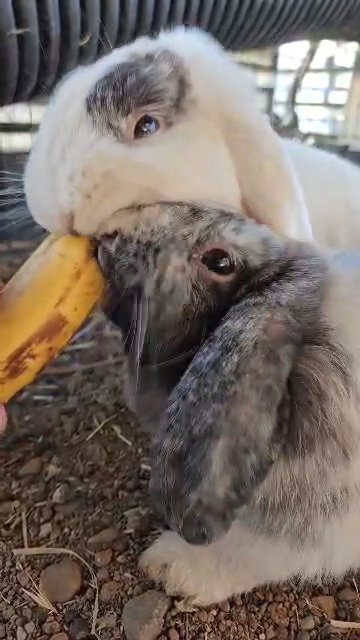 bonded holland lop bunnies in Woodland, California