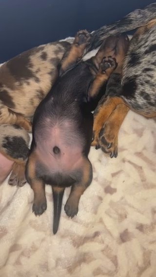 Miniature Dachshund Male in Lexington-Fayette, Kentucky