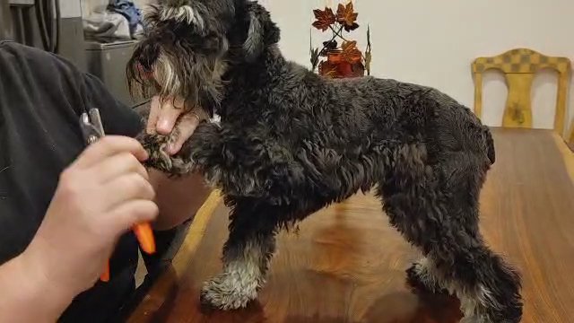 AKC toy mini schnauzer, proven stud in Cambridge, Maryland