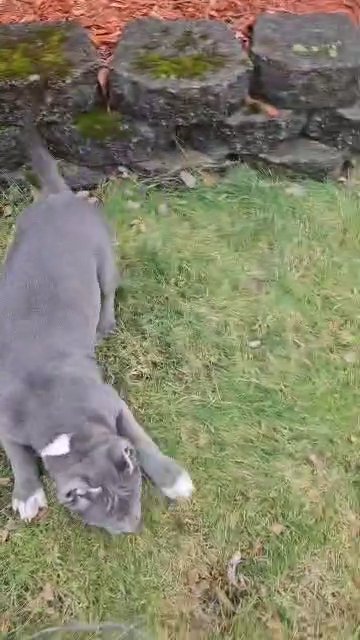 Xl American Bully puppies in Buffalo, New York