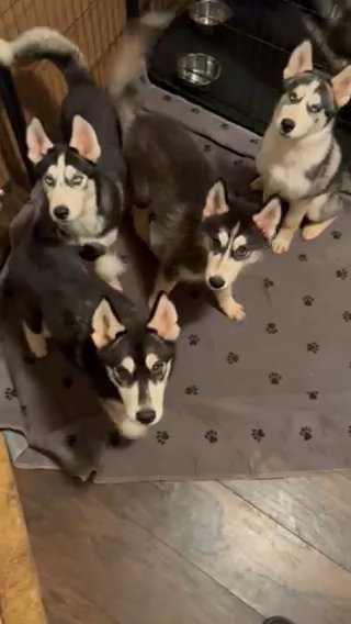 3 Male Siberian Husky Puppies in Dallas, Georgia