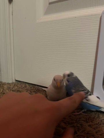 Selling 2 Parakeets And Cage in Gilbert, Arizona
