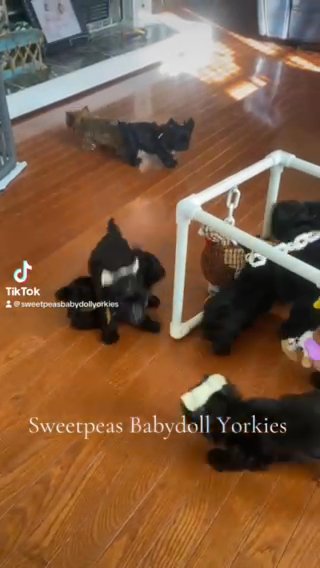 2 Females Available in Clarksville, Tennessee