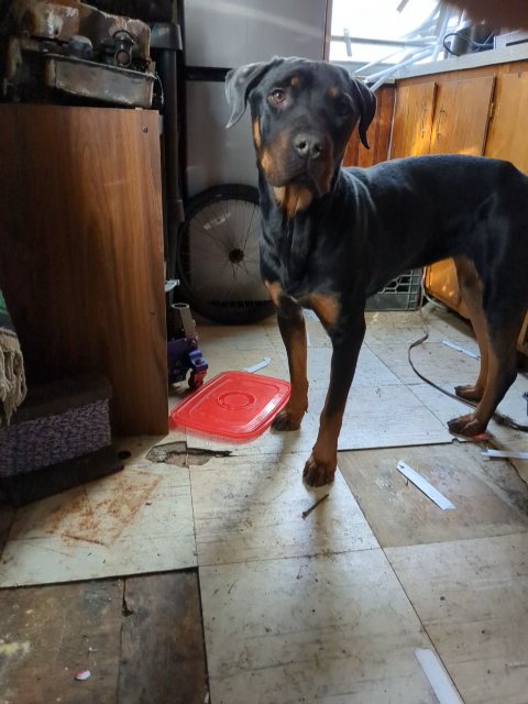 black lab rottweiler in Washington, District of Columbia