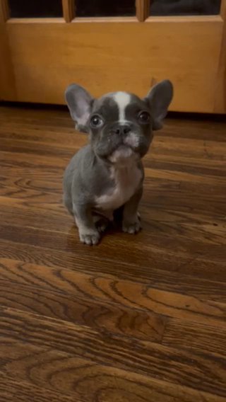 Frenchie Fluffy Carrier in Rochester, New York
