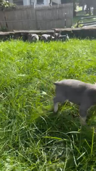 French Bulldog in Rochester, New York