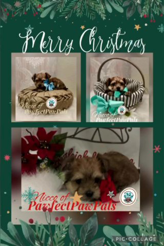 Sable Male Morkie in Dallas, Texas