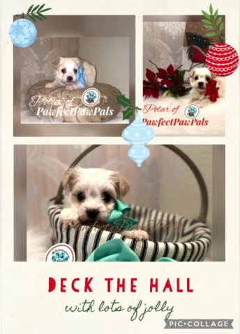 Polar- Morkie Male! in Dallas, Texas