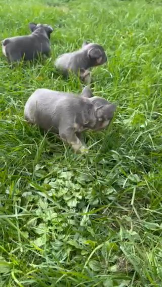 Frenchie Fluffy Carrier in Rochester, New York