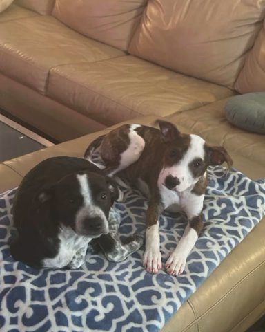 Max. Very loving dog that is looking for a home in New York City, New York