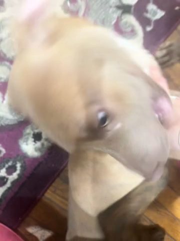 Blue Fawn Pit Puppies in Baltimore, Maryland