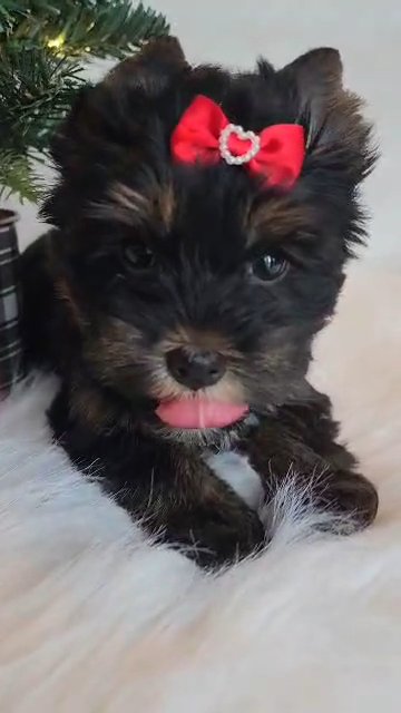 AKC Yorkie girl in Greenwood, South Carolina