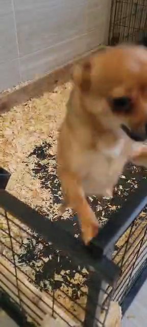 Male pom terrier in Springfield, Massachusetts