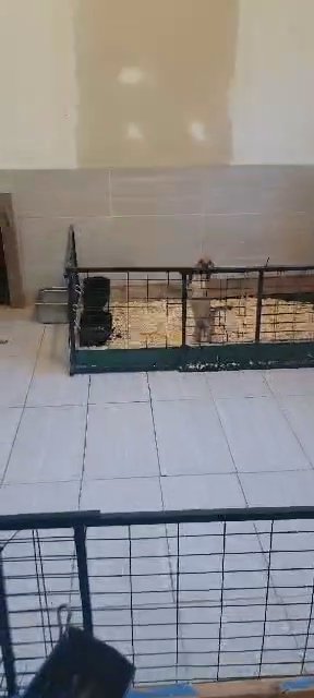 2 male Malti-poos in Springfield, Massachusetts