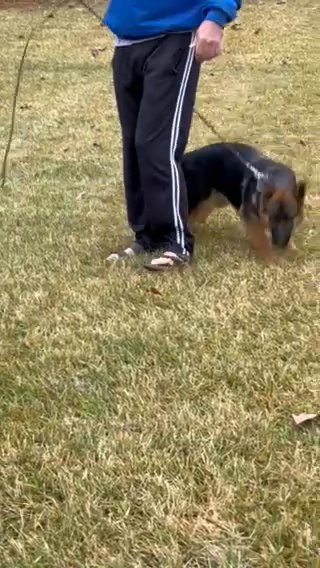 AKC German Shepherd 5 Months Old Female in Lincolnton, North Carolina
