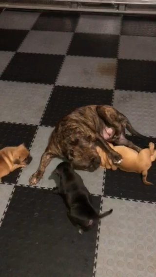 Bully Pups in Orlando, Florida