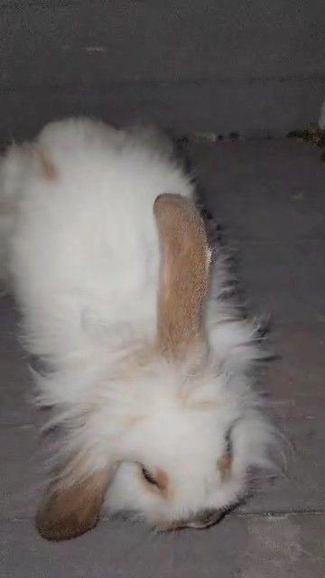 Holland Lop Rabbit in San Diego, California