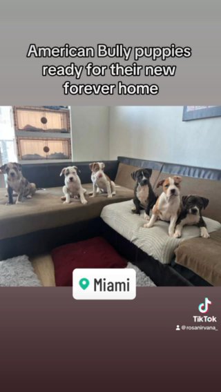 American Bully Puppies in Miami, Florida