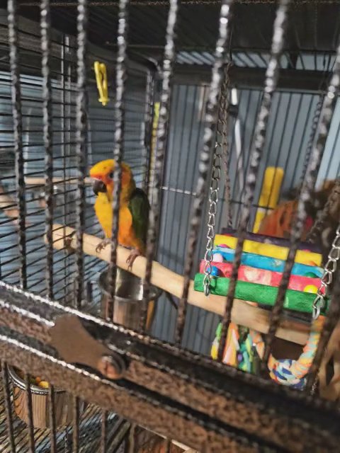 sunny the Sun Conure in Fulton, Missouri