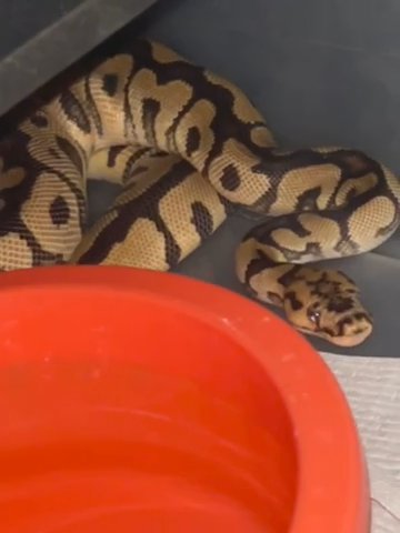 Spotnose Clown Het Pied Ball Python in Wilmington, Delaware