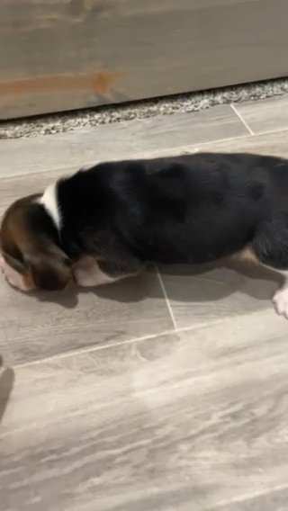 Dasher in Springfield, Missouri