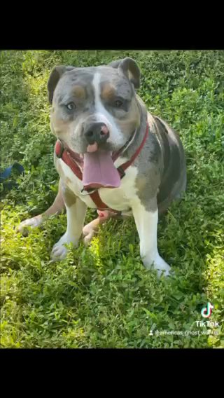 American bully in Orlando, Florida