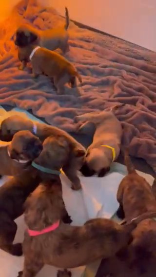 Mastiff Pups in Rutland, Vermont