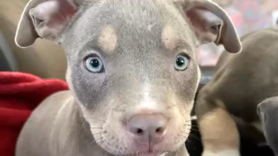 American Bullies in Dover, Delaware