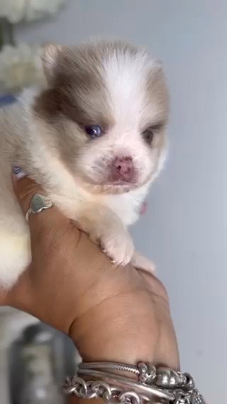 Micro Pomeranian in Orlando, Florida