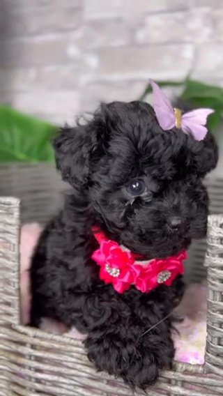 Toy Shipoo -Shihtzu/poodle in Kissimmee, Florida