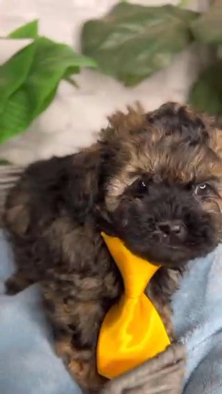 Toy Shipoo Shihtzu Poodle in Kissimmee, Florida