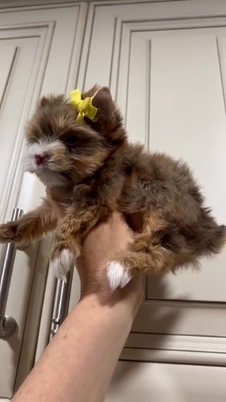 Tcup Sable Male Yorkie in Riverside, California