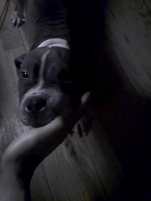 All American pitbull in Chicago, Illinois