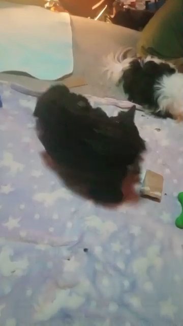 two adorable 12week old yorkipoo pups for sale in Bellingham, Washington