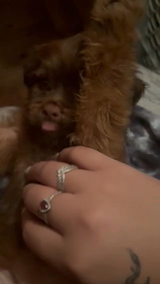 adorable Cookapoo Female & Male For Sale in Houston, Texas