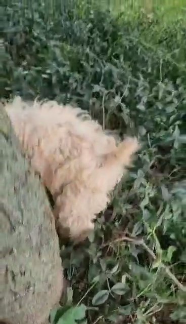 Cockapoo Puppies in New York City, New York