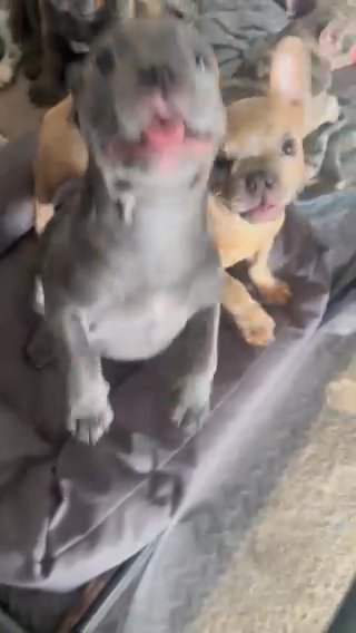 Lilac And Merle French Bulldogs in Vallejo, California