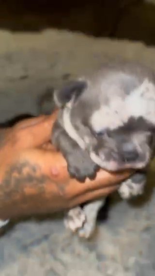 Frenchies in Haines City, Florida
