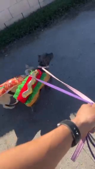 Husky in El Monte, California